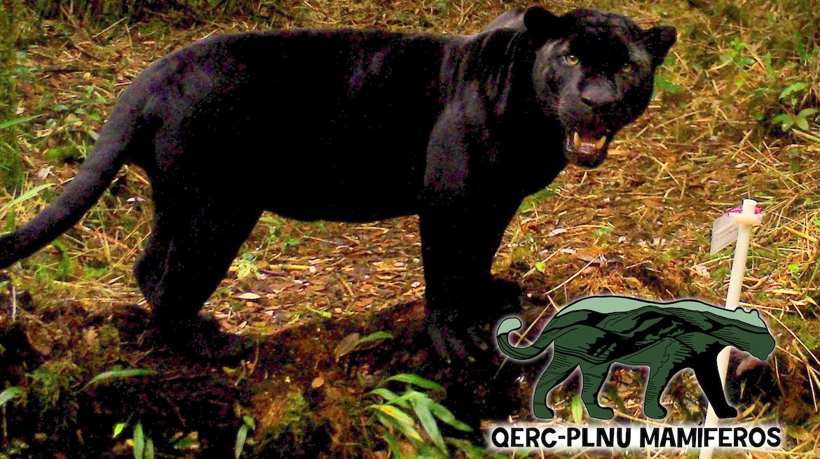 Melanistic Jaguar